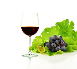 Red Wine Grapes