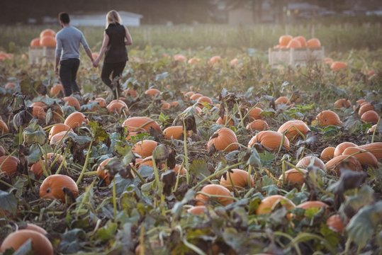 Couple Walking In Pumpkin Field