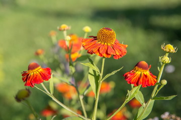 Helenium flower. Season autumn background