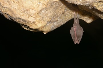 Lesser Horseshoe Bat Rhinolophus hipposideros