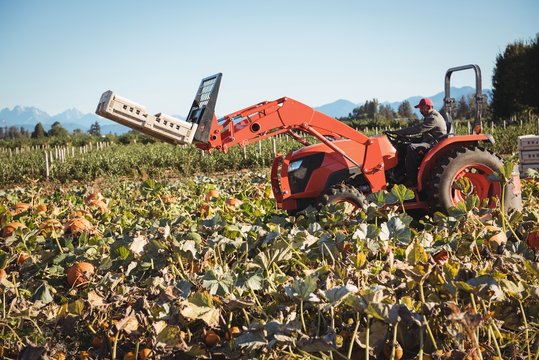 Farmer driving farm tractor in pumpkin field