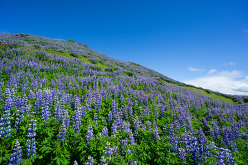 Obraz premium Iceland - Magic purple lupine field on a green hill with intense blue sky
