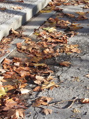 Dead leaves lying on the ground in the fall