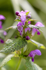 Purpurrote Taubnessel (Lamium purpureum) 