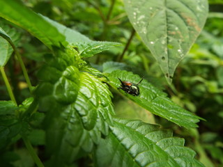マメコガネ japanese beetle
