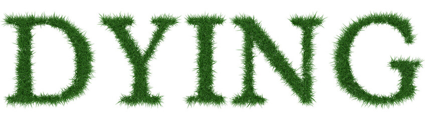 Dying - 3D rendering fresh Grass letters isolated on whhite background.