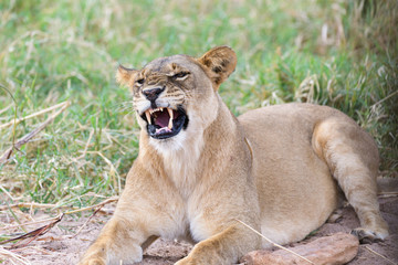 Fototapeta na wymiar gähnende Löwin