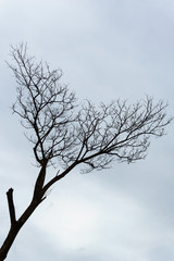 leafless branch or dead tree with cloudy sky background.
