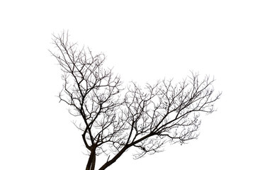 Obraz premium leafless branch or dead tree isolated on white background.