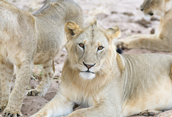 junger Löwe in der Serengeti schaut in die Kamera 