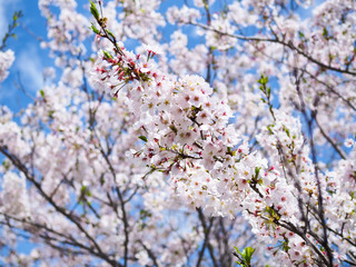 Beautiful and colorfull Cherry blossom, sakura, in Tokyo - Japan with nice  blue sky.