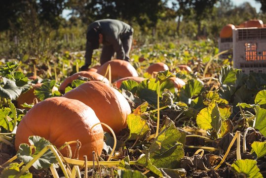 Farmer working in pumpkin field