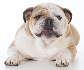 dog with funny expression