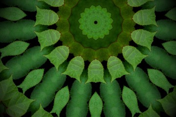 Abstract greenery background, heart shaped green leaves of sea hibiscus on black with kaleidoscope effect.