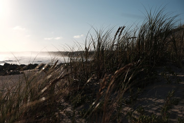 Fototapeta premium Grass blowing in the wind on the beach during winter time.