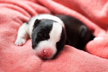 Newborn puppy sleeps curled up on the pink fleece blanket