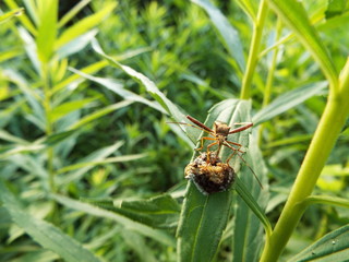 ホソヘリカメムシ 捕食 predation scene of the harlequin bug