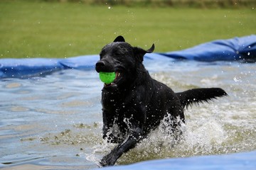 schwarzer labrador retriever macht eine Pool Party im Garten