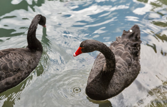 pair of black swans floating on water