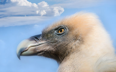 A portrait of a Griffon vulture against a blue sky