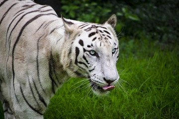 Fototapeta na wymiar bengal tiger white rare color