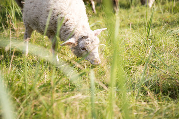 Naklejka na ściany i meble Weißes Schaf frisst Gras auf Weide