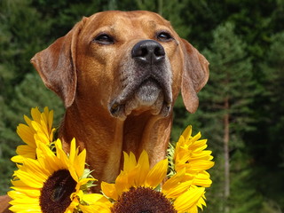 Hund (Rhodesian ridgeback) mit Sonnenblumen
