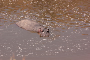 Fototapeta premium Serengeti wildlife