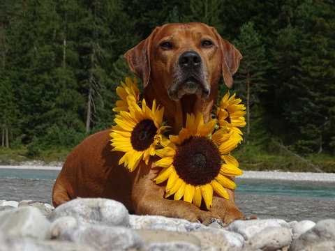 Hund (Rhodesian ridgeback) mit Sonnenblumen
