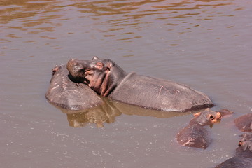 Serengeti wildlife