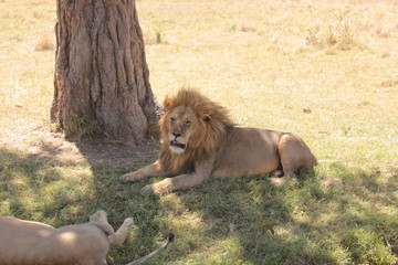 Serengeti wildlife