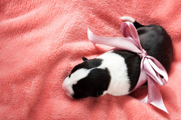Newborn puppy sleeps curled up on the pink fleece blanket tied with ribbon
