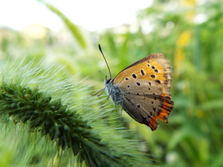 Obraz premium ベニシジミ orange butterfly