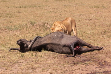Serengeti wildlife