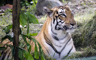 yellow black bengal tiger