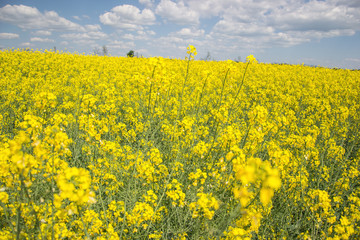 Obraz premium Field of yellow flowering oilseed rape isolated on a cloudy blue sky in springtime (Brassica napus), Blooming canola, bright rapeseed plant landscape at spring. Countryside scene. Agricultural concept