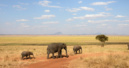 Fototapeta na wymiar Elefanten ziehen durch die Savanne