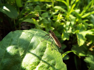 サキグロムシヒキ horse fly