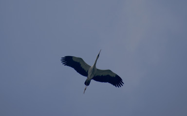 flying bird stork