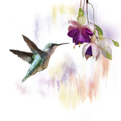 Fototapety  Koliber i kwiaty akwarela