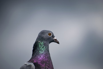 blue bar pigeon bird