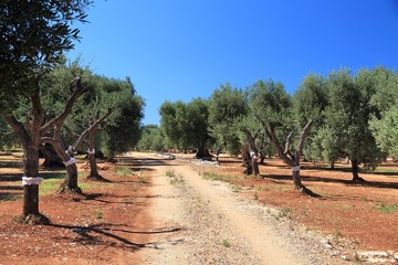Apulia olive grove