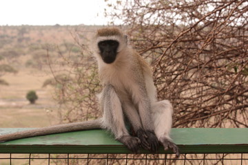 Obraz premium Serengeti wildlife