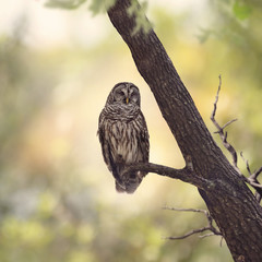 Barred Owl perching