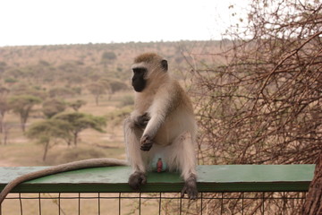 Serengeti wildlife