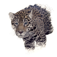 Fototapeta na wymiar Leopard head watercolor
