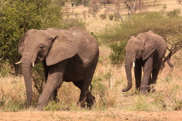Serengeti wildlife