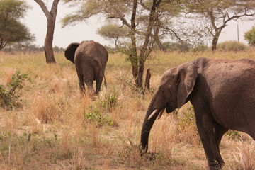 Fototapeta premium Serengeti wildlife