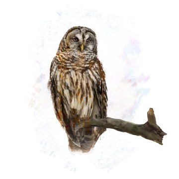 Barred Owl perching watercolor