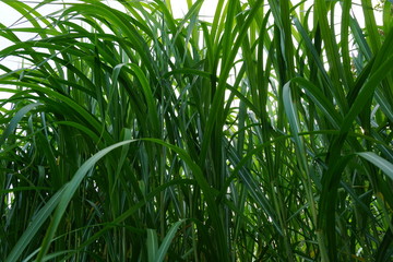 Obraz premium Bambus